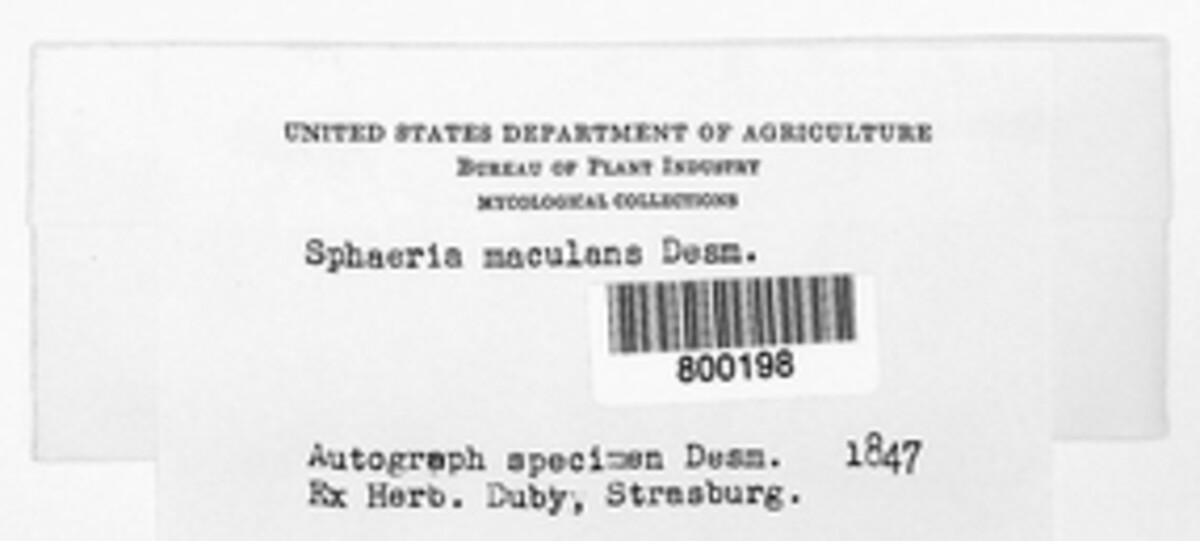 Leptosphaeria maculans image